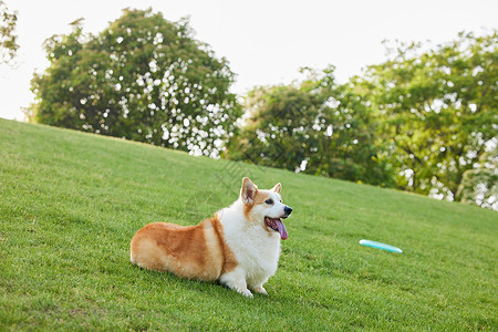 狗飞盘公园里玩飞盘的柯基背景