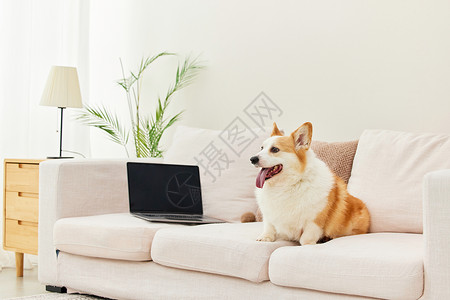 宠物电脑电脑前的柯基犬背景
