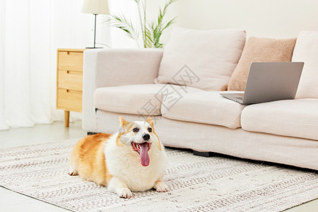 居家地毯上乖巧的柯基犬高清图片