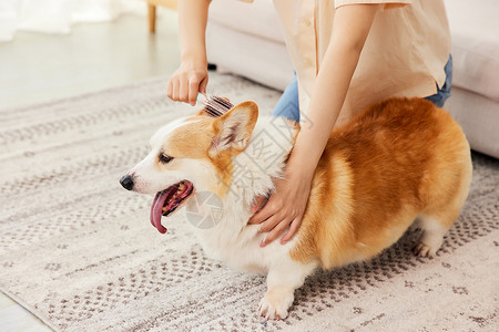 居家女性给柯基犬梳毛特写高清图片