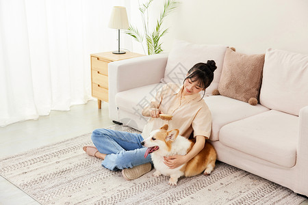 居家女性给柯基犬梳毛高清图片