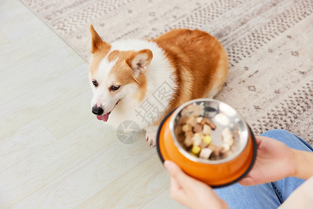 猫食柯基犬渴望吃零食冻干背景