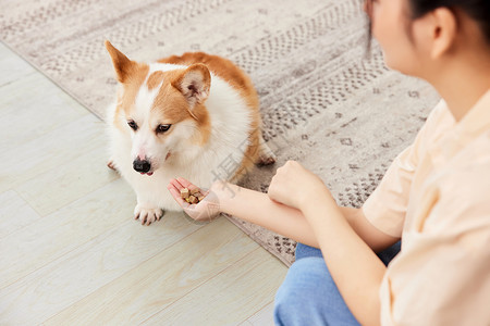 拒绝吃零食的柯基犬背景图片