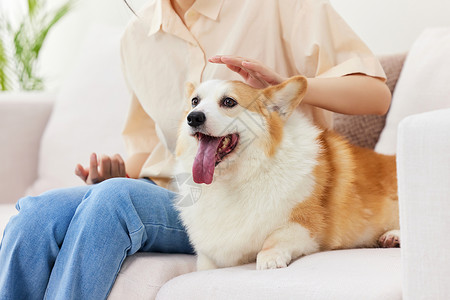 背景素材萌犬抚摸柯基特写背景