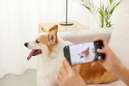 用手机给素材用手机给宠物狗拍照特写背景