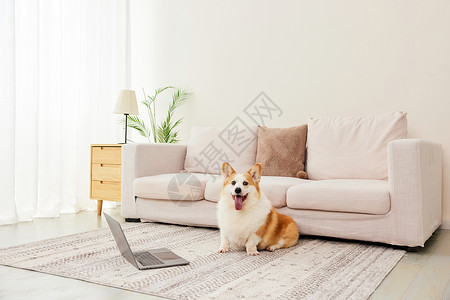 爱狗电脑前的乖巧柯基犬背景