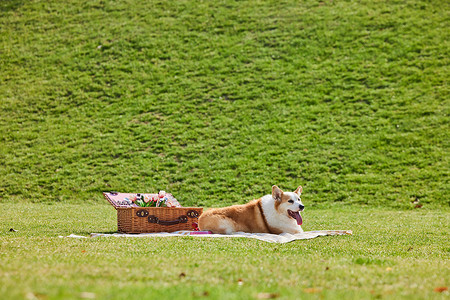户外露营草坪上的柯基狗狗高清图片