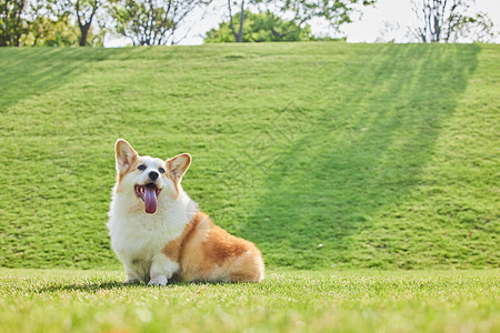 犬种户外草地玩耍的柯基背景