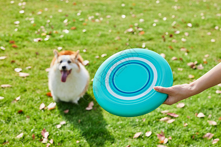 宠物锻炼公园里玩飞盘的可爱柯基背景