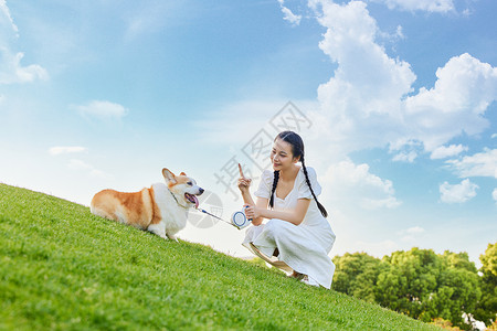 蓝天和奇瓦瓦狗草地上的宠物狗和少女背景