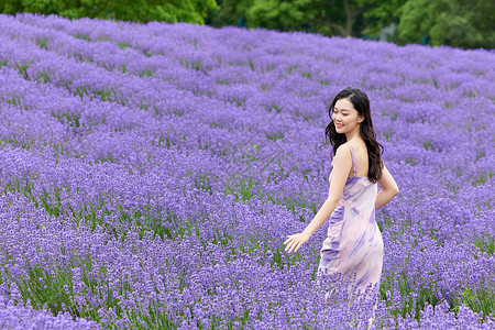 薰衣草花田里散步的女性背景图片