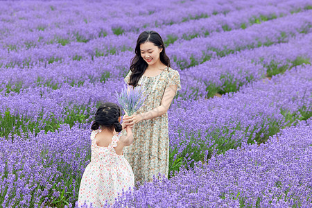 小女孩给母亲送一把薰衣草花束高清图片