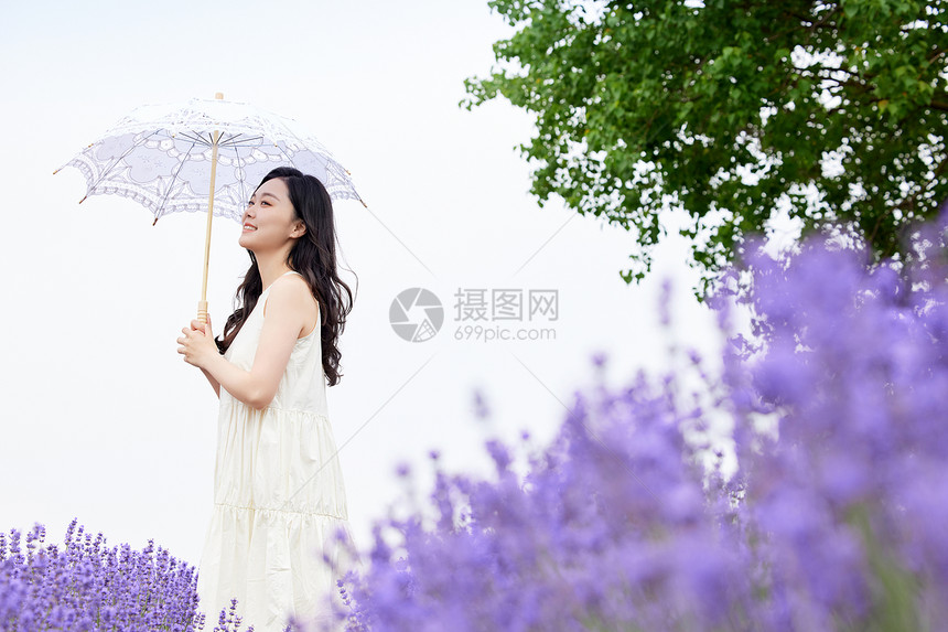 女性撑着伞走在薰衣草花田图片