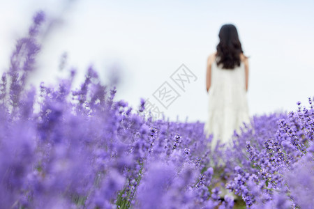 夏季凉爽美女薰衣草花田散步的女性背影背景