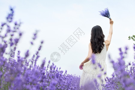 紫色女性高举薰衣草的女性背影背景