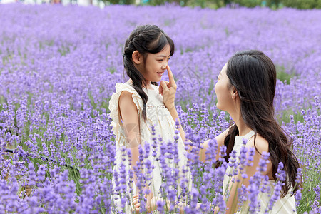 旅行小孩们母女在薰衣草花田亲密互动背景