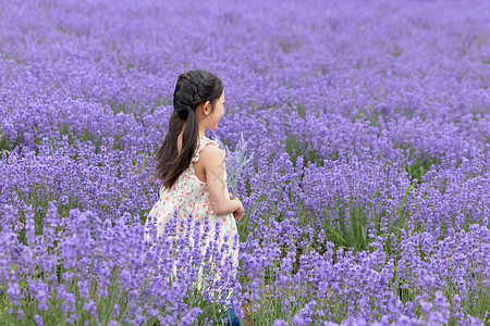 小女孩在薰衣草花丛中侧影高清图片