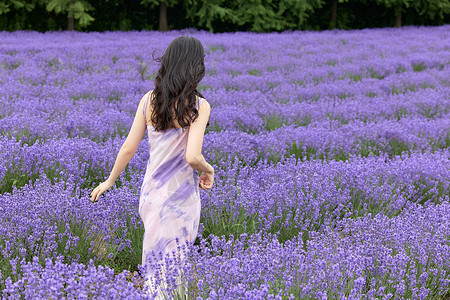 紫色连衣裙女性在薰衣草花田行走背影背景