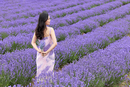 美丽的紫色花站在薰衣草花田中的美丽女性背景