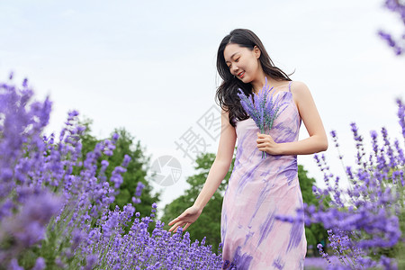 站在花丛中优雅女性站在薰衣草花丛中背景