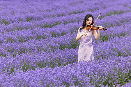 优雅地在薰衣草花海里演奏小提琴的女性背景