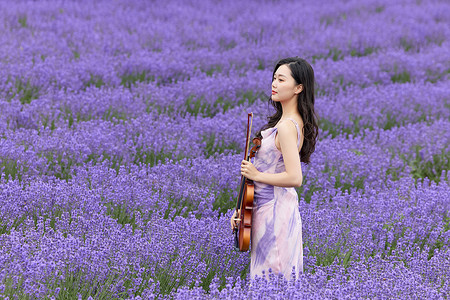 在薰衣草花海里演奏小提琴的女性高清图片