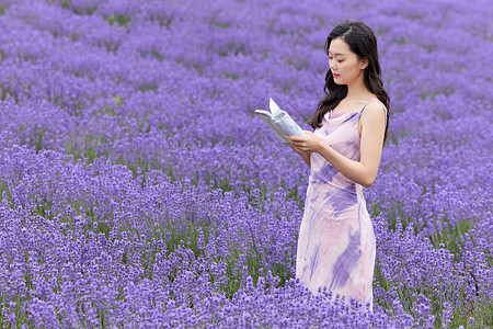 女性在薰衣草花田看书背景图片