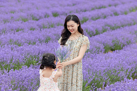 送母亲花的女孩女儿给母亲送一束薰衣草背景