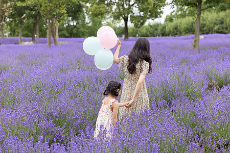 夏季儿童母女在薰衣草花田游玩背影背景