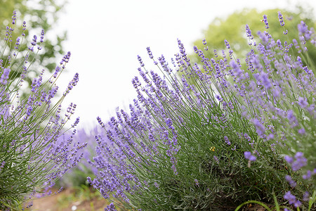植物紫色薰衣草背景图片