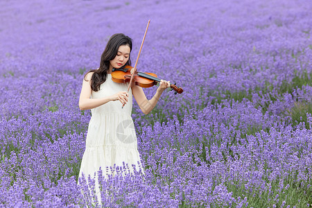 在薰衣草花海里演奏小提琴的女性背景图片