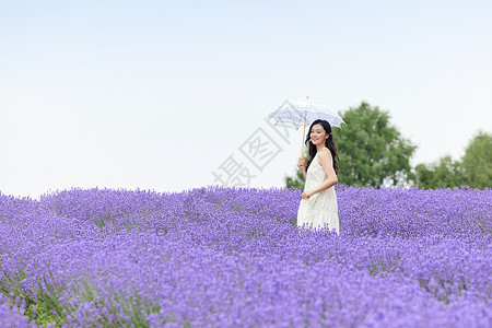 一把紫色的伞撑着阳伞走在薰衣草花田的女性背景