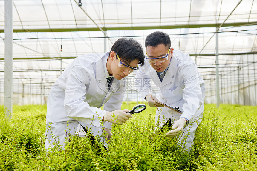 查看植物细节的科研人员图片