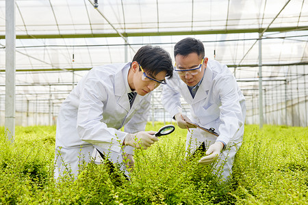 查看植物细节的科研人员图片