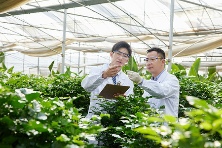 科研员观察植物叶片的研究人员背景