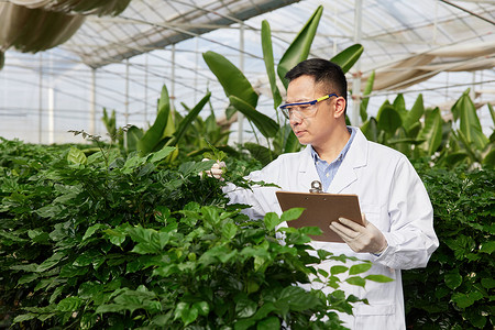 仔细观察枝芽的农业科研人员背景图片