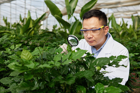 科研人员用放大镜观察植物情况图片