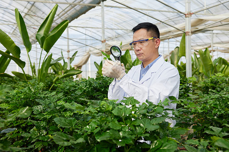 科研人员用放大镜观察植物情况背景图片