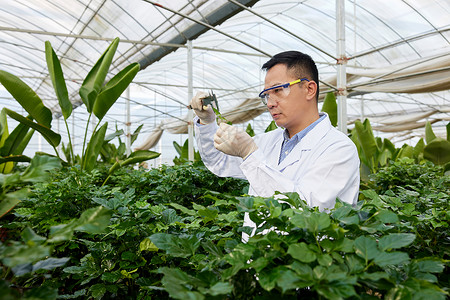 长度测量测量植物长度的科研人员背景