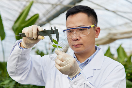 正在测量植物长度的科研人员高清图片