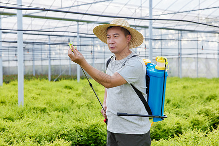 农民在种植园里喷洒农药图片