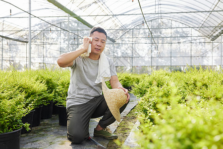 农民在炎热的种植园里擦汗扇风图片