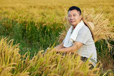 稻田里查看稻子情况的农民形象图片