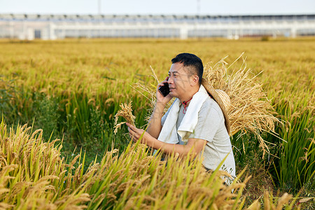 稻田里打电话的农民图片