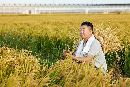 蹲在稻田里查看稻子情况的农民高清图片