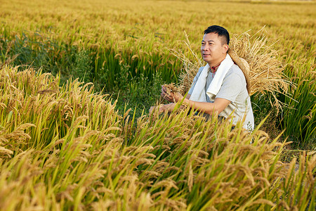 稻田里查看稻子情况的农民图片