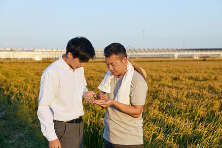 农科研商人和农民检验手中麦粒背景