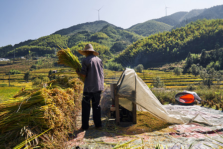 收获小麦水稻的农民图片