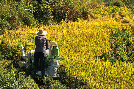 收获小麦水稻的农民背景图片