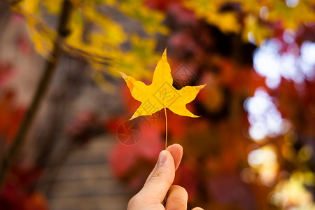 唯美秋季阳光下的黄色树叶背景图片